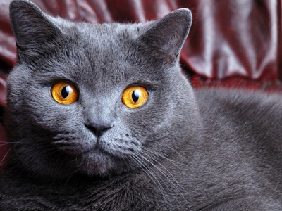 1453534430394505.jpg 英国短毛猫.jpg