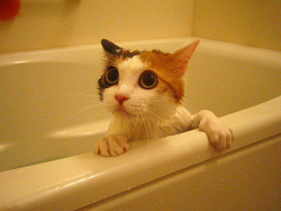 1461743698972893.jpg 猫咪洗澡.jpg