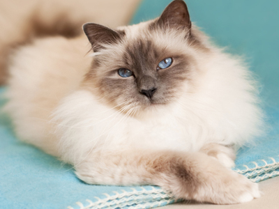 1465883659352597.jpg 伯曼猫.jpg