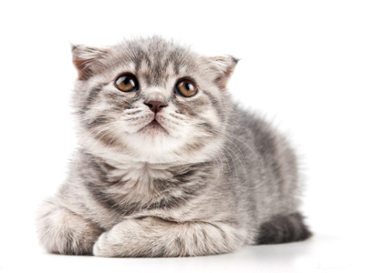 1470723239486797.jpg 猫咪.jpg