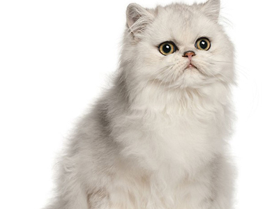 1471580037116865.jpg 波斯猫4.jpg