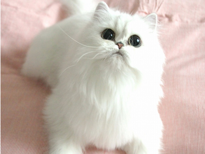1471580049410018.png 波斯猫咪.png