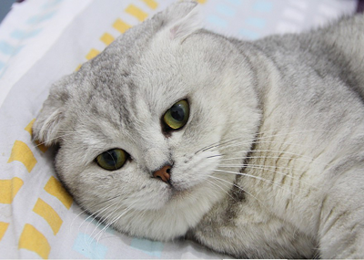 1472027618401139.png 英短猫咪.png