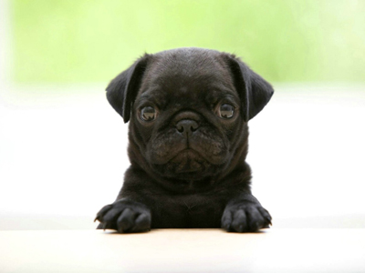1474363549715481.jpg animal_hd_fun_animals_1920x1200_1867_3.jpg