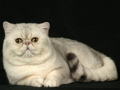 1476080350765658.png 异国短毛猫222.png
