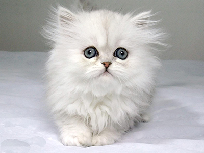 1476857705251471.jpg 波斯猫1.jpg