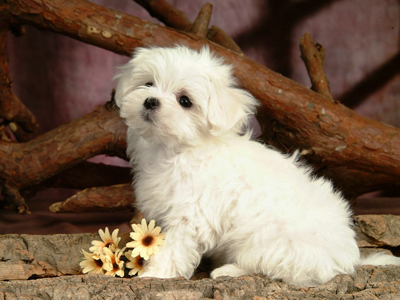 maorongrongxiaogougoubizhi_413359_9.jpg
