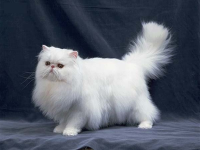 1480663575952354.png 波斯猫.png