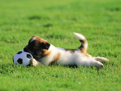 1484197839639865.jpg animal_mx069_pretty_puppies_puppy_garden_adventure_15239_18.jpg