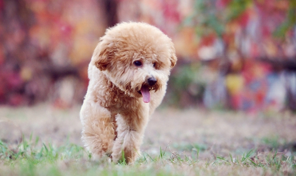 1489647645639745.jpg 泰迪犬 (30).jpg