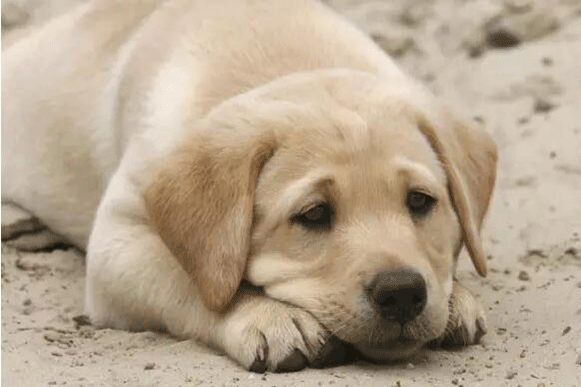 1491895955937425.gif h.gif