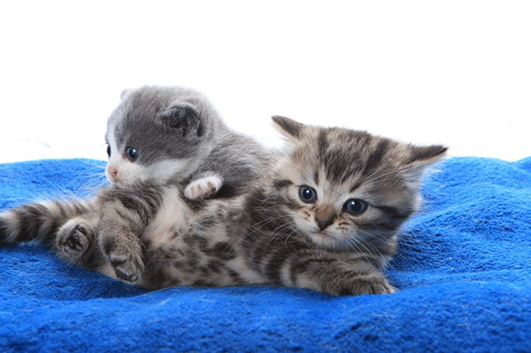 1493724471778856.gif sdfhj.gif