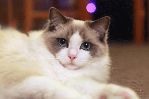 1497868102227094.gif vbhty.gif