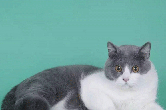 1498207095748559.gif bhjicvgu.gif