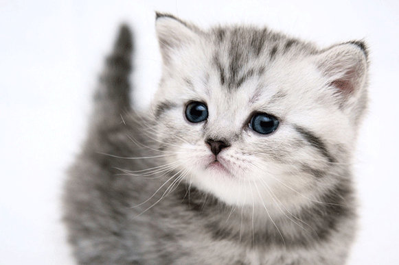 1498637294337789.gif xcvbjn0235.gif