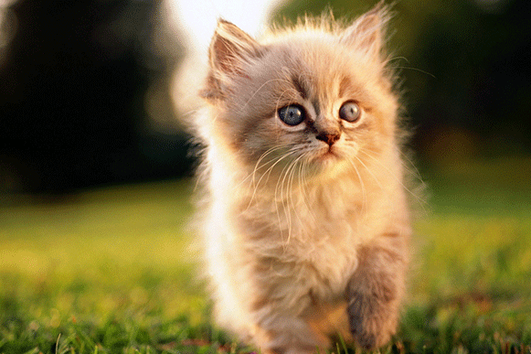 1499939144188714.gif dffffffffffffff.gif