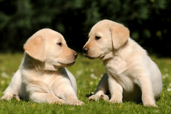 1505209431173320.gif 3456dc.gif