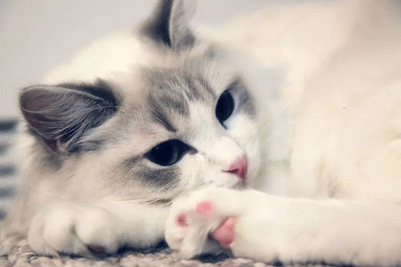 1512974948704313.gif fgdhrtf.gif