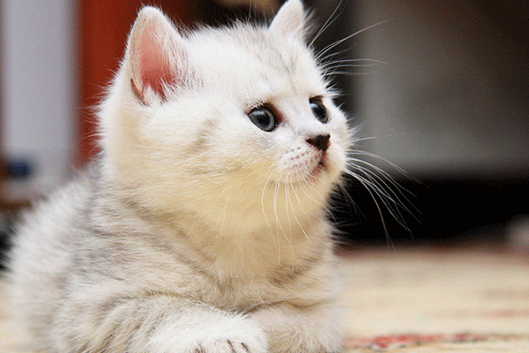 1517387718143640.gif 2165fghnjk.gif